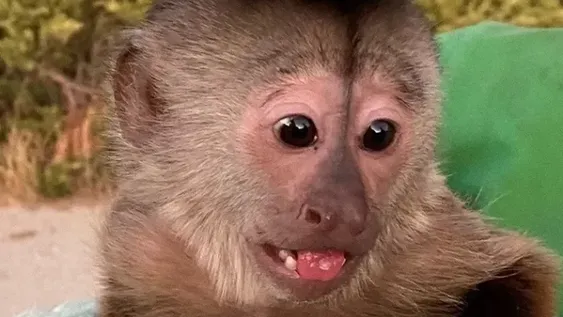 Insólito: un mono, el principal sospechoso de llamar al 911 desde un zoológico