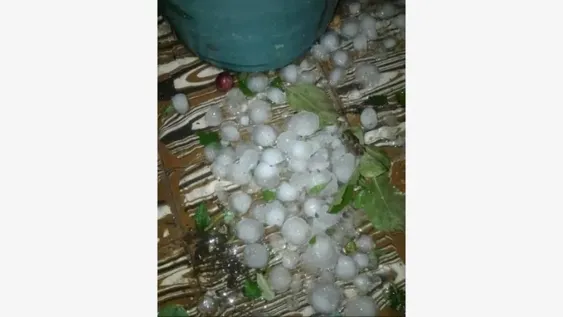 Pérdidas totales por caída de granizo en el sur de Mendoza