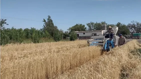 Logran mejor rendimiento que en la Pampa húmeda en cultivos de trigo