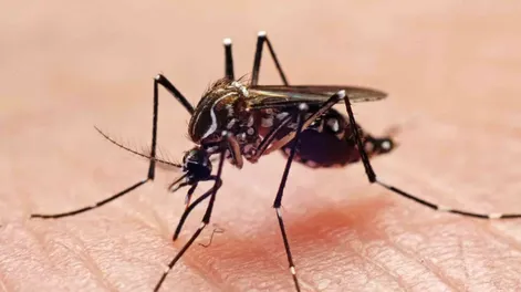 Registran por quinta semana consecutiva un descenso en la curva de casos de dengue en el país