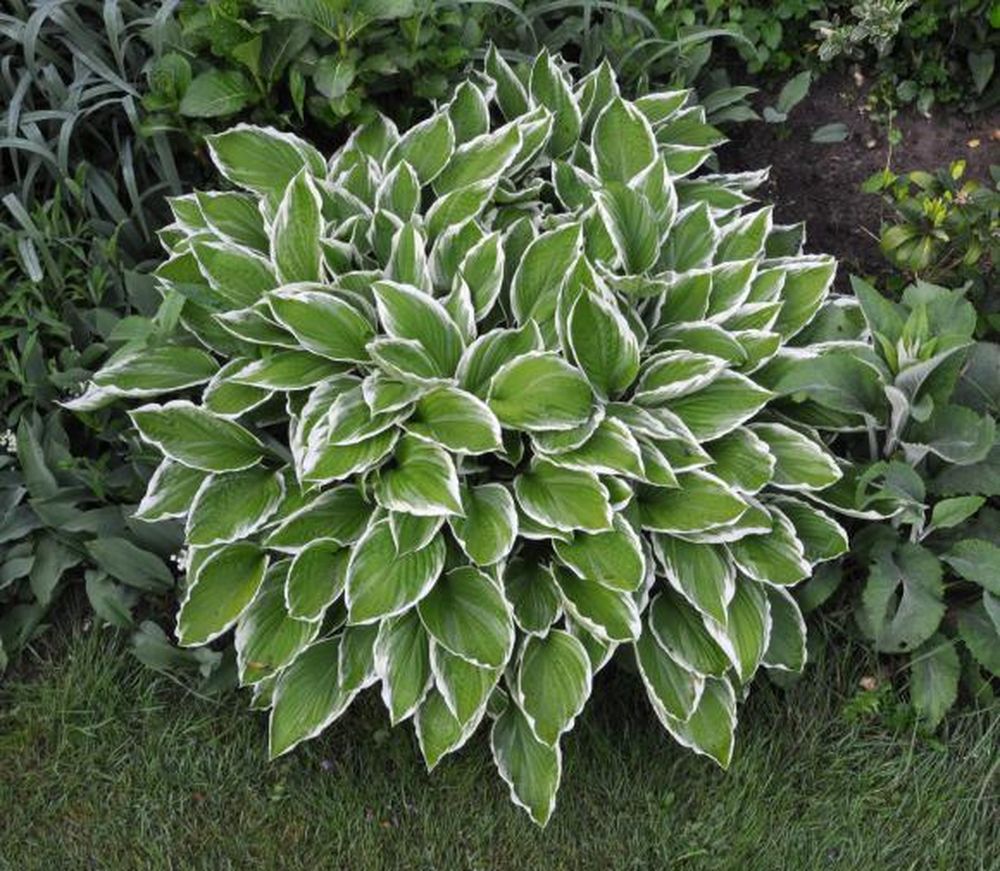 Una planta todo terreno
