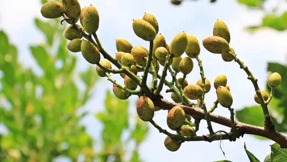 La producción mundial de pistacho se reduciría un 16% esta campaña