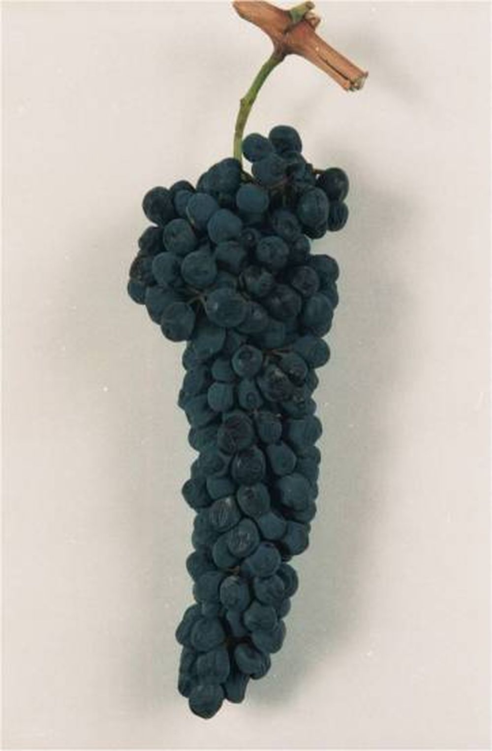 Bodegas de Mendoza compraron un 30% más de uvas este año