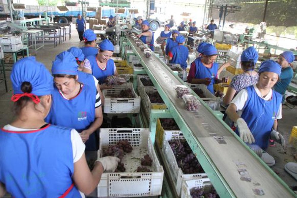 La uva de mesa está sentenciada por devaluación europea y rusa