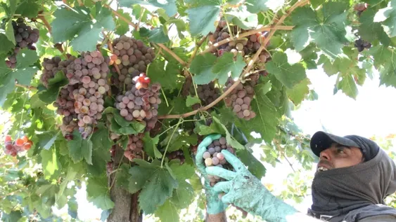 Los viñateros sanjuaninos se suman a las críticas por el funcionamiento de la Coviar