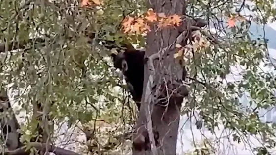 [VIDEO] Filman a un oso “dando un concierto” desde un árbol