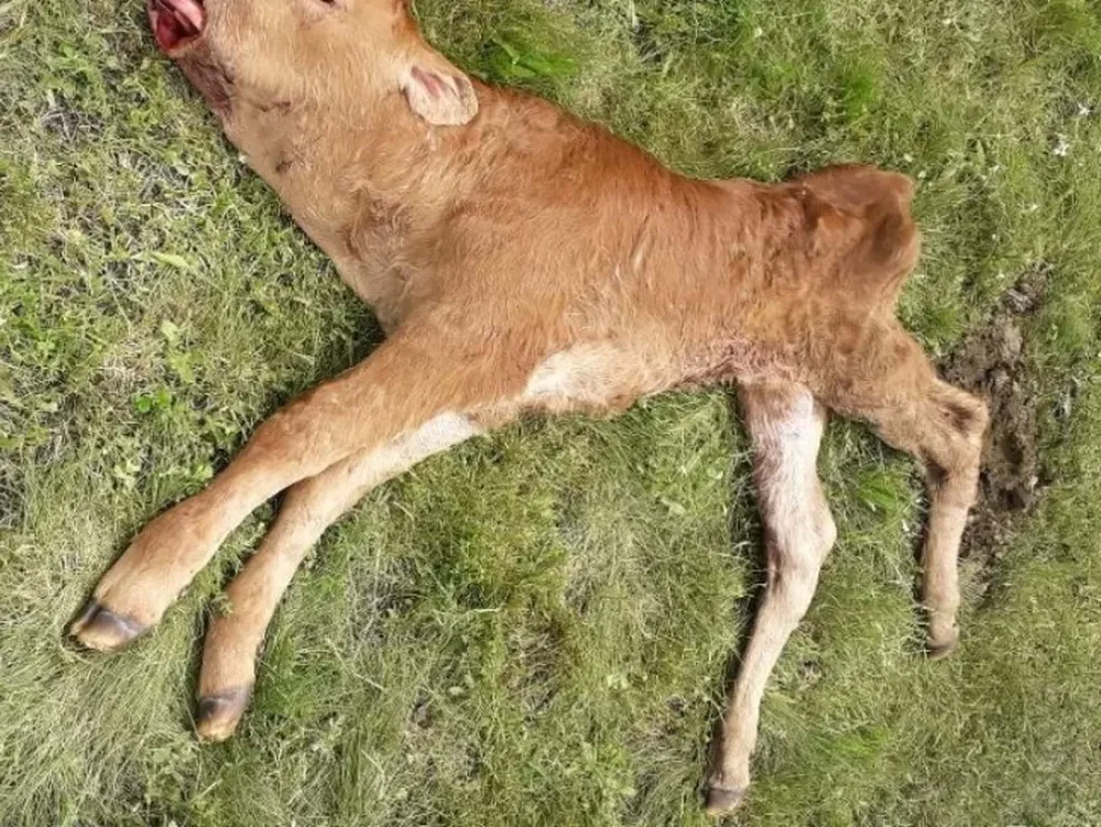 Un gendarme y su pareja fueron sorprendidos tras haber faenado un ternero