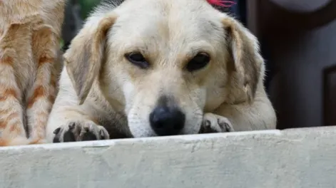 Las claves para que perros y gatos se lleven bien