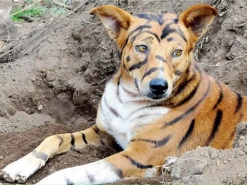 Pintó a su perro como un tigre para asustar a otros animales