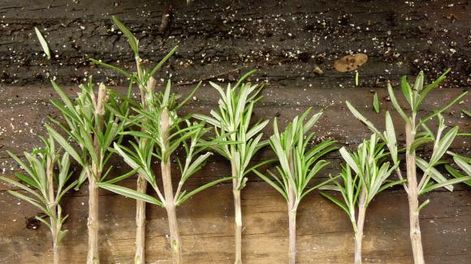 Multiplicar tus plantas