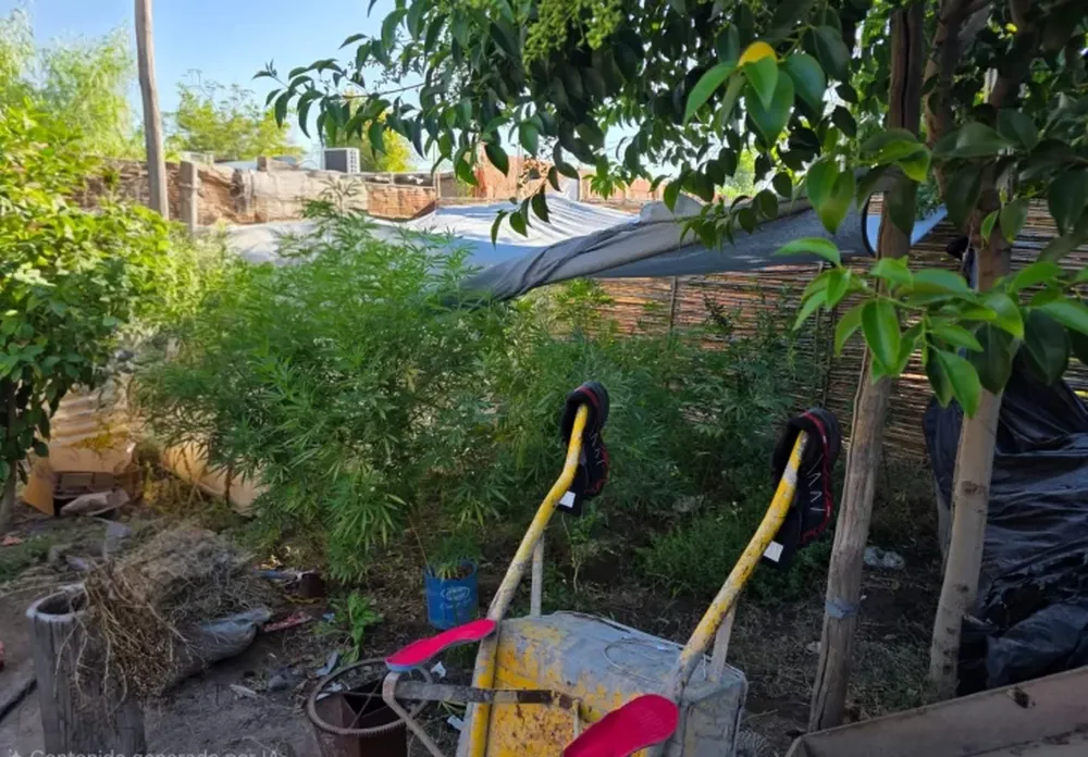 Secuestraron gran cantidad de plantas de marihuana. (Foto Policía San Juan)