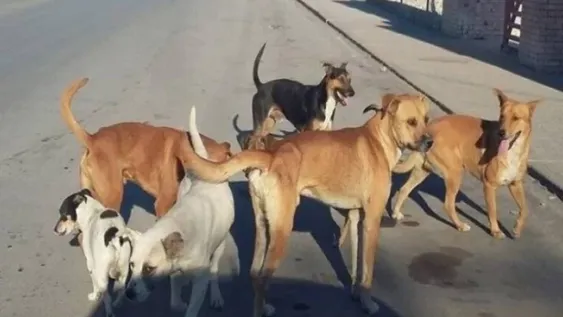 Tres dolorosos antecedentes de sanjuaninos que perdieron la vida al ser atacados por perros