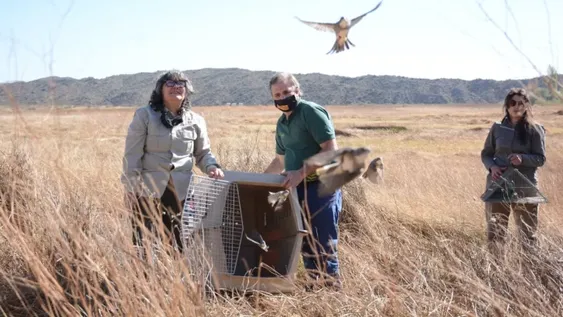 Liberan casi 100 aves rescatadas y recuperadas