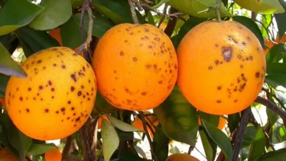 La UE prohíbe la importación de cítricos desde la Argentina