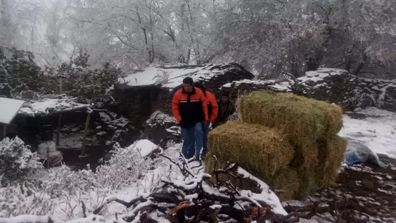 Al menos 20 animales murieron por las bajas temperaturas en Jáchal