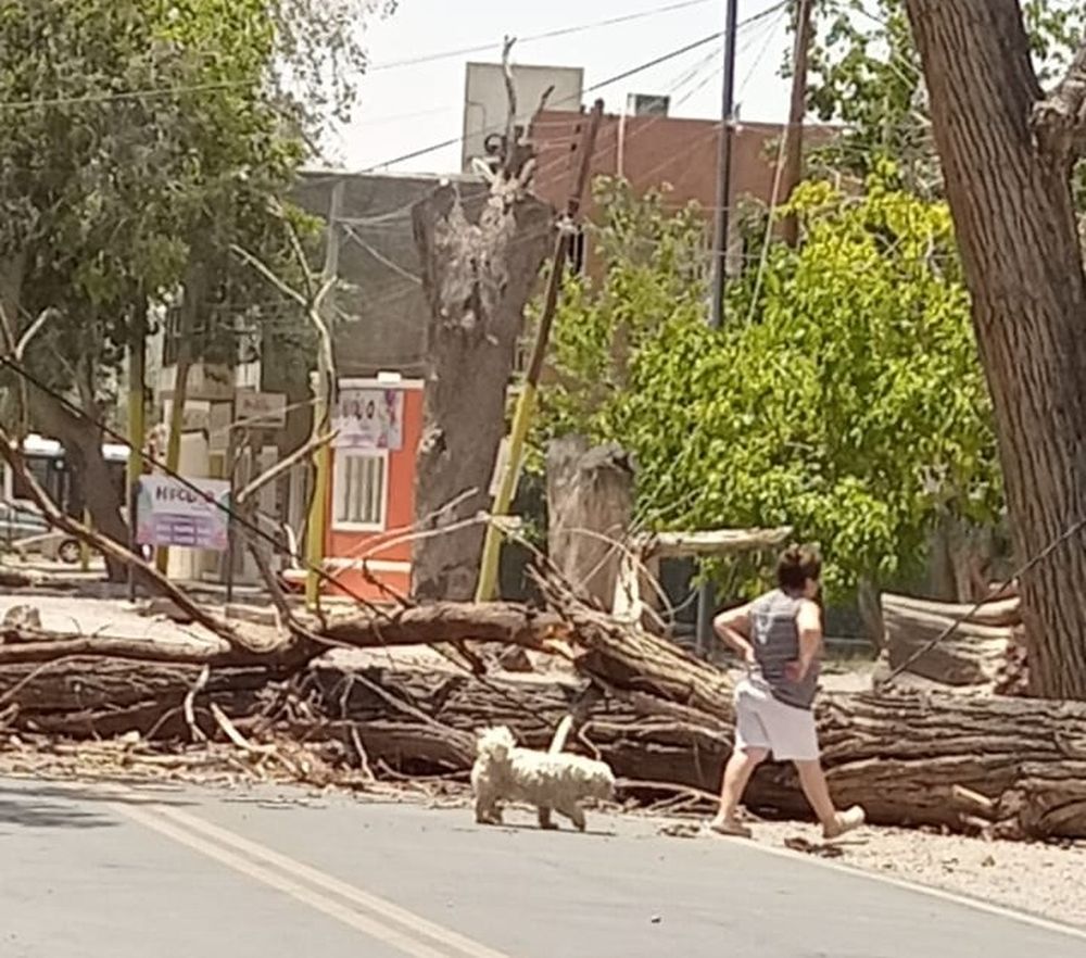 Así quedó el árbol.