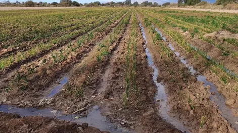 La semana próxima: la monda de canales