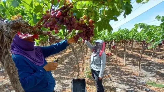 A pesar de la escasez en los parrales, el precio de la uva no subió lo esperado