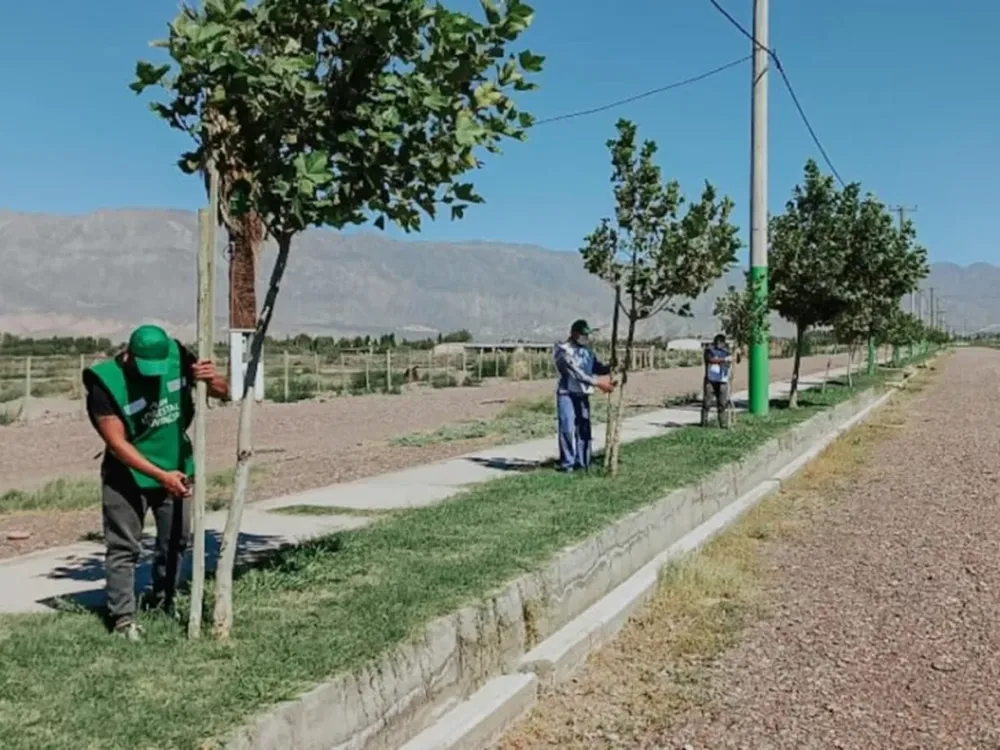 Importancia del arbolado público en la provincia