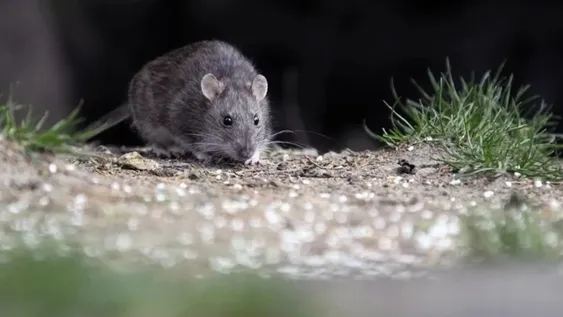 OJO CON LAS RATAS. El hantavirus se contagia fundamentalmente a través de la inhalación de aerosoles de las heces, orina y saliva de roedores infectados.