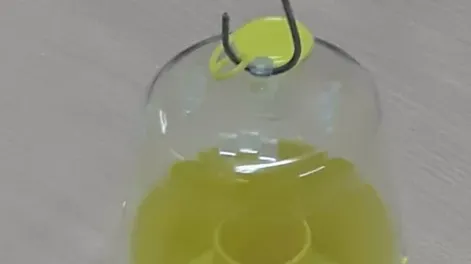 Trampeo para la mosca