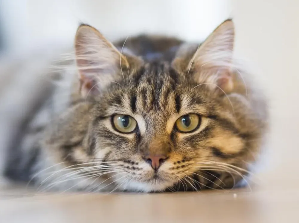 Dormir con un gato puede ser dañino para la salud, según un estudio