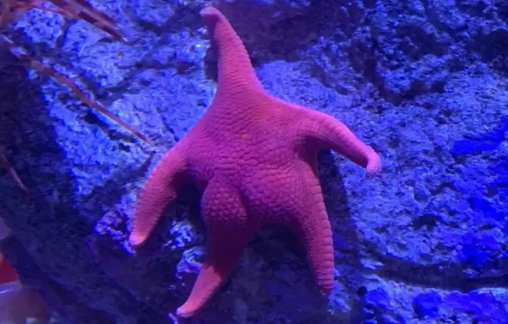 Superstar. La famosa estrella de mar culona hallada por la expedición fue uno de los grandes íconos en el streaming del CONICET.