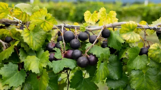 El INV autorizó a dos nuevas variedades de uva para elaborar vinos de calidad