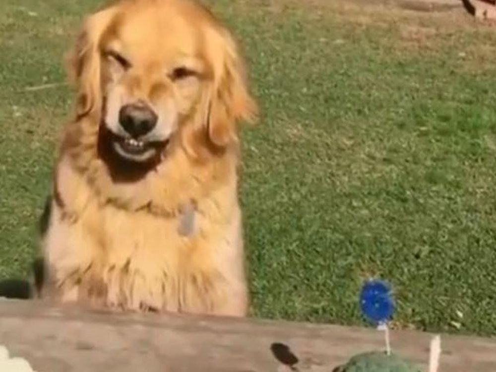 Un perro festejó su cumpleaños pero se negó a compartir la torta y fue furor en las redes