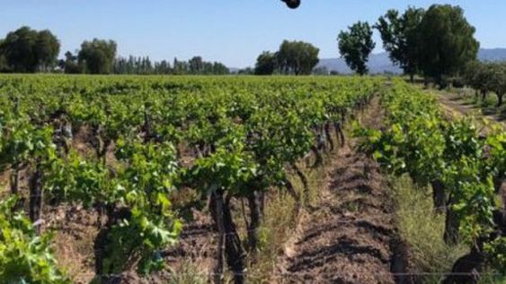 La campaña para combatir la Lobesia cubrirá 35.000 hectáreas de viñedos