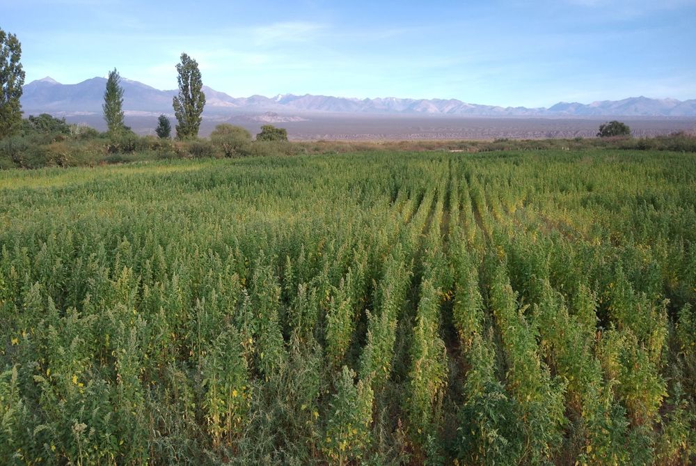 Al ser un cultivo originalmente andino, los primeros ensayos fueron en departamentos cordilleranos, pero con la variedad INTA Morillos saben que se puede cultivar también en el Valle de Tulum. 