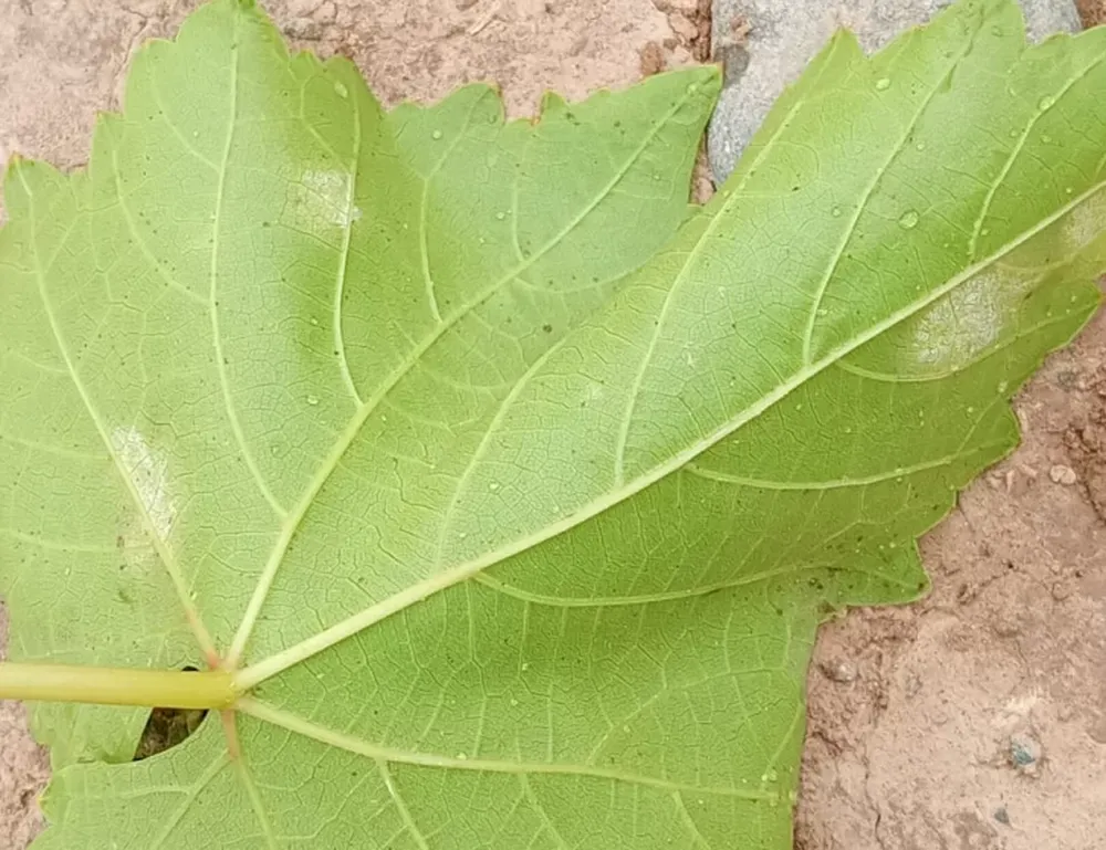 URGENTE. Desde el INTA pidieron a los productores hacer tareas de curación y prevención, para evitar otro brote.