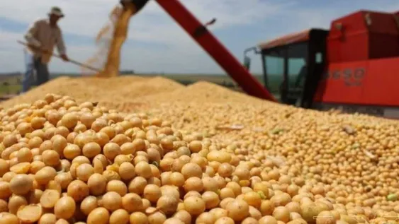 GOLPE. A partir del 1 de julio la soja vuelve a tributar 33% de retenciones.