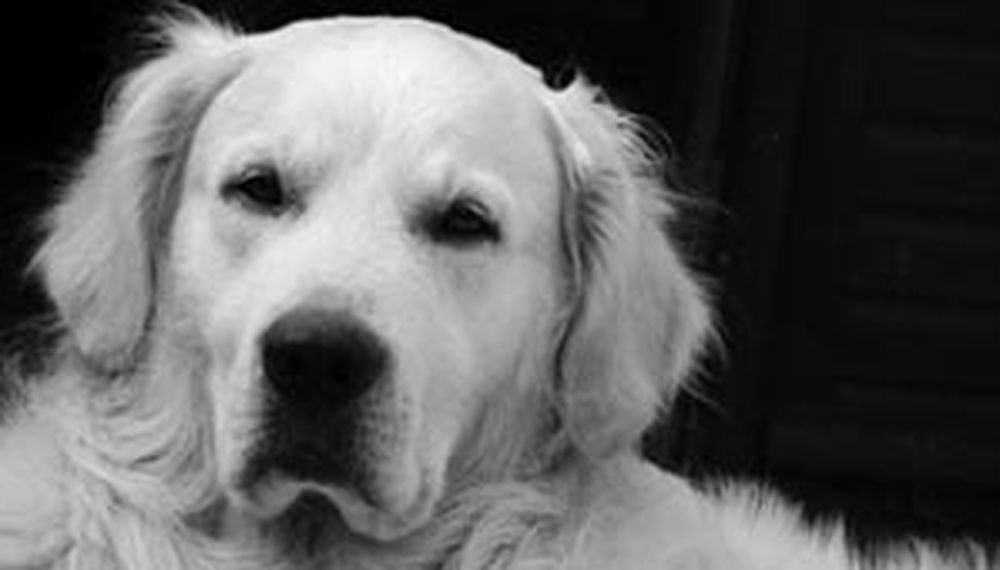 ¿Entienden los perros?