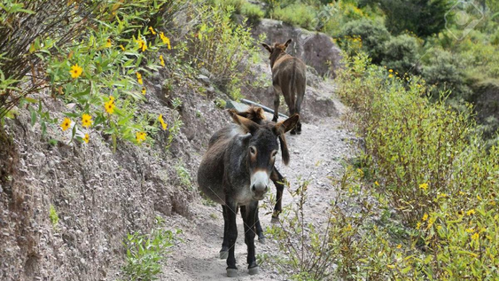 Mientras la polémica escala,&nbsp;Chubut se convierte en el laboratorio de una experiencia inédita en el país, donde el hambre de alternativas económicas choca de frente con la tradición afectiva del campo argentino.