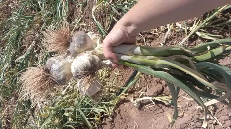 Hay escaso interés en la nueva temporada provincial de ajos