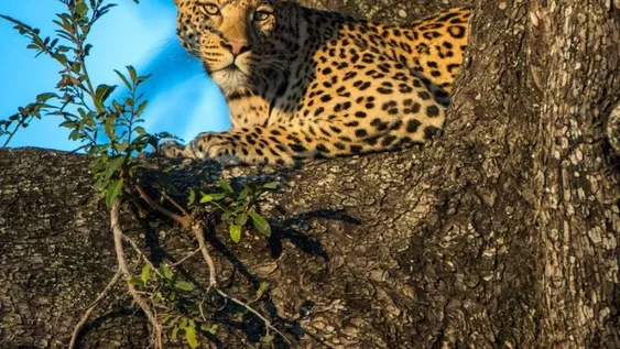 Insólito: un leopardo se subió a un árbol para escapar de un perro