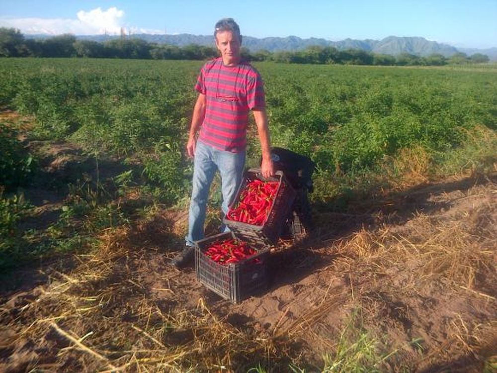 Comenzó la cosecha de pimiento para pimentón en Valle Fértil