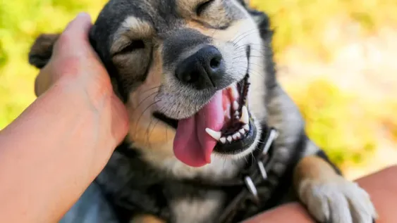 ¿Cuál es el signo del zodiaco de mi perro y cómo impacta en su carácter?