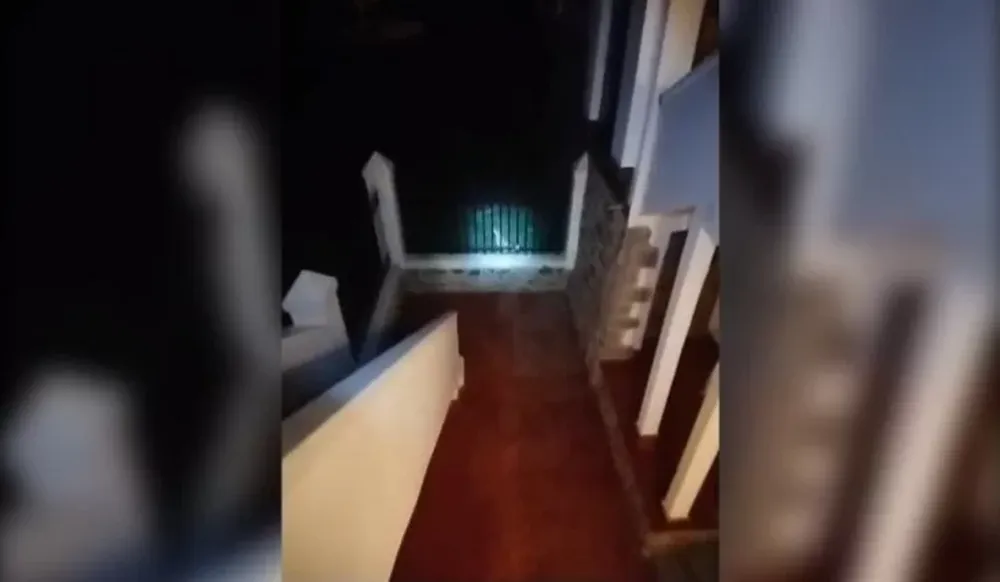 Córdoba: un puma se comió a cuatro gatitos y tiene aterrorizados a los vecinos