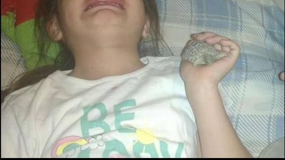 25 de Mayo: una nena no para de llorar porque le robaron su tortuga bebé
