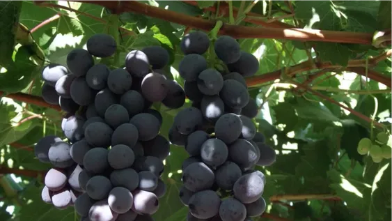 Cosechan otra variedad