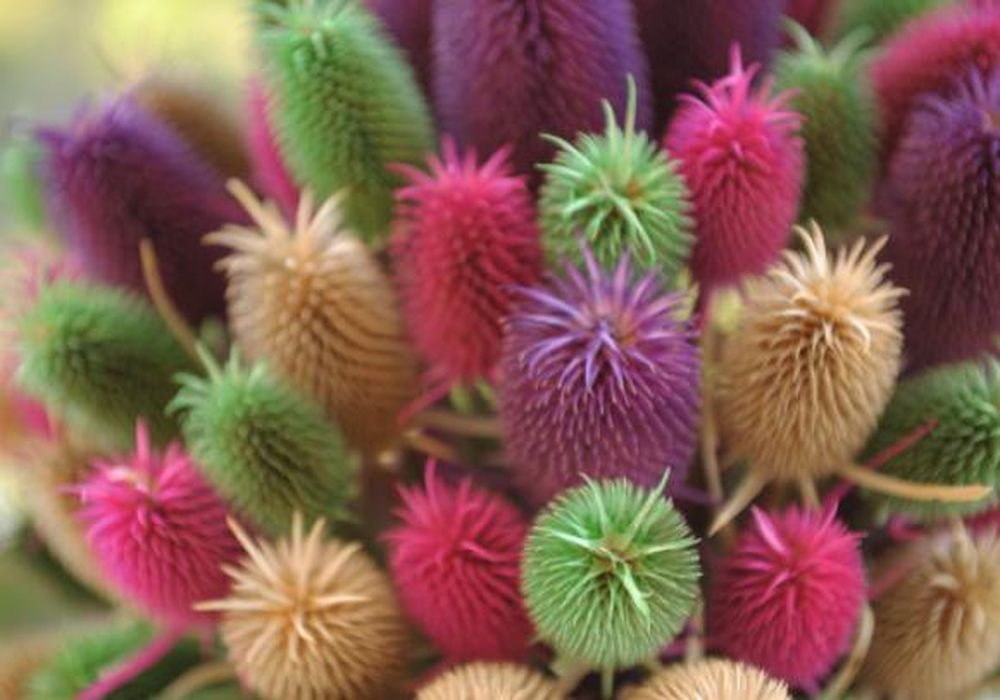 Flores secas, nueva alternativa productiva para innovadores