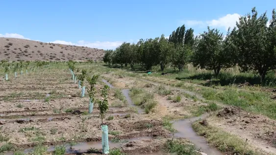 Con los diques casi llenos, habrá menos días de cortes y así llegará más agua a las fincas