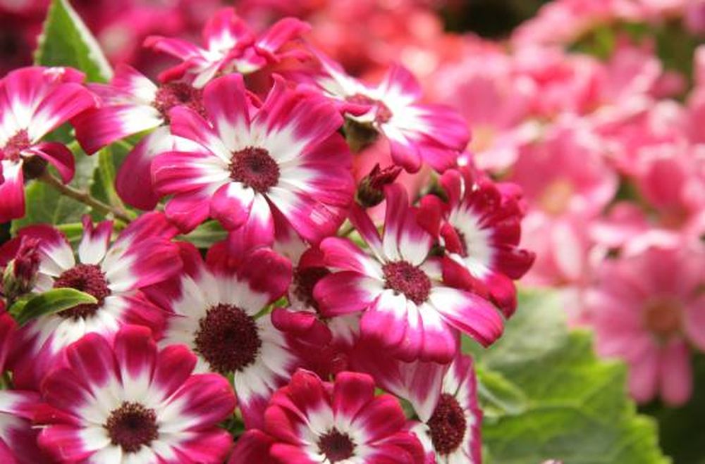 ¡Princesa encantadora!