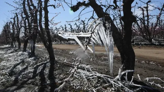Mendoza anunciará la Emergencia Agrícola luego de las heladas tardías