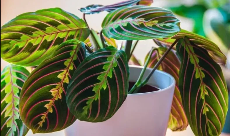 Maranta leuconera, la planta que purifica el aire y es moda deco