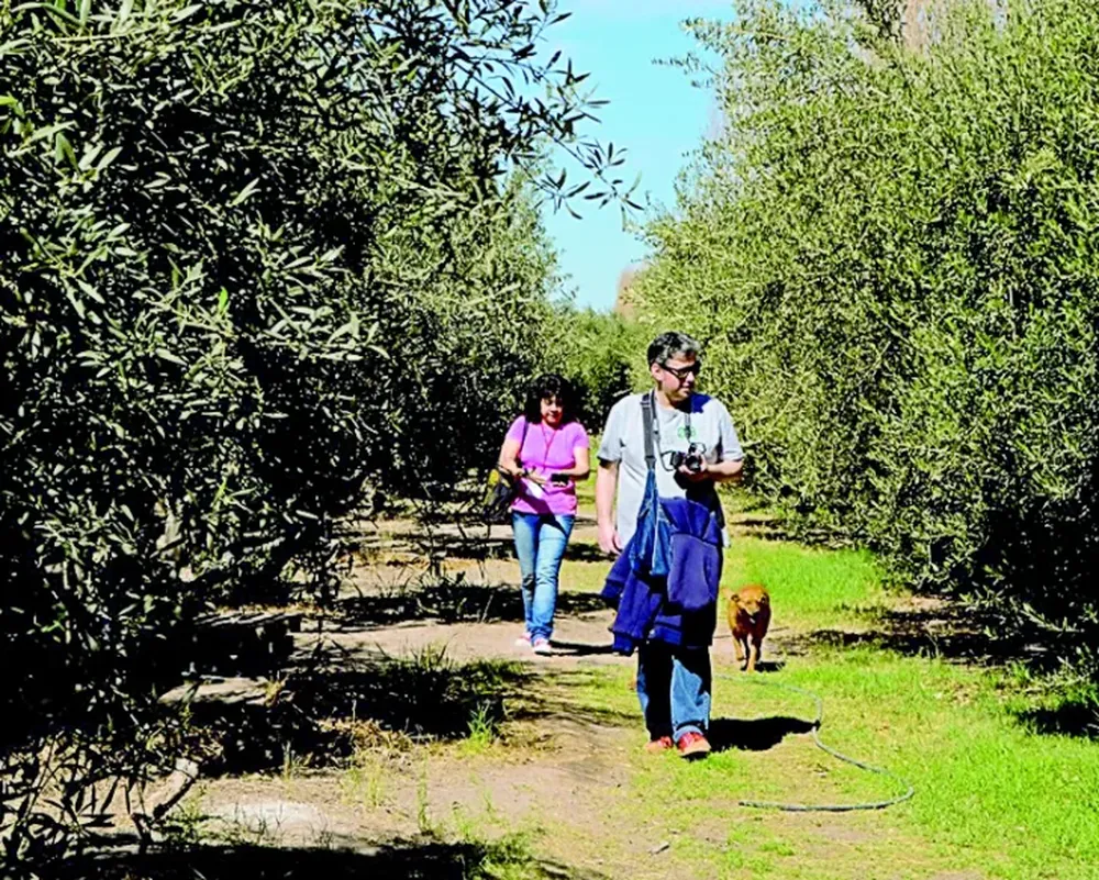 FACTOR EXTERNO. El aceite de oliva bajó un 60% porque España e Italia recuperaronsu producción, luego de haber crecido un 151% en 2024.