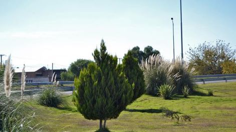 El verde que envuelve la ciudad