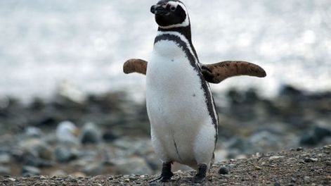 Indignación por la foto de un turista agarrando a un pingüino del cuello